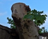 trees_cut