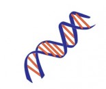 DNA