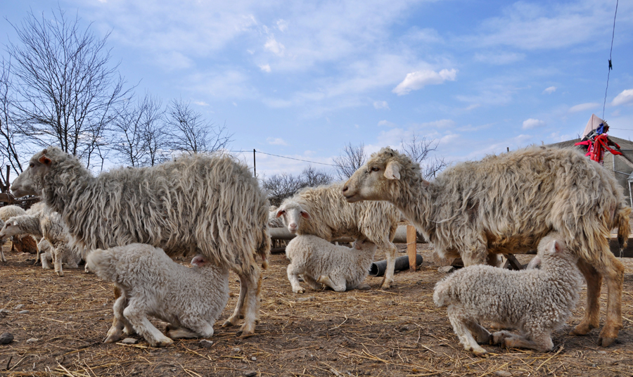Some sheep from Iormughanlo (Mari Nikuradze)