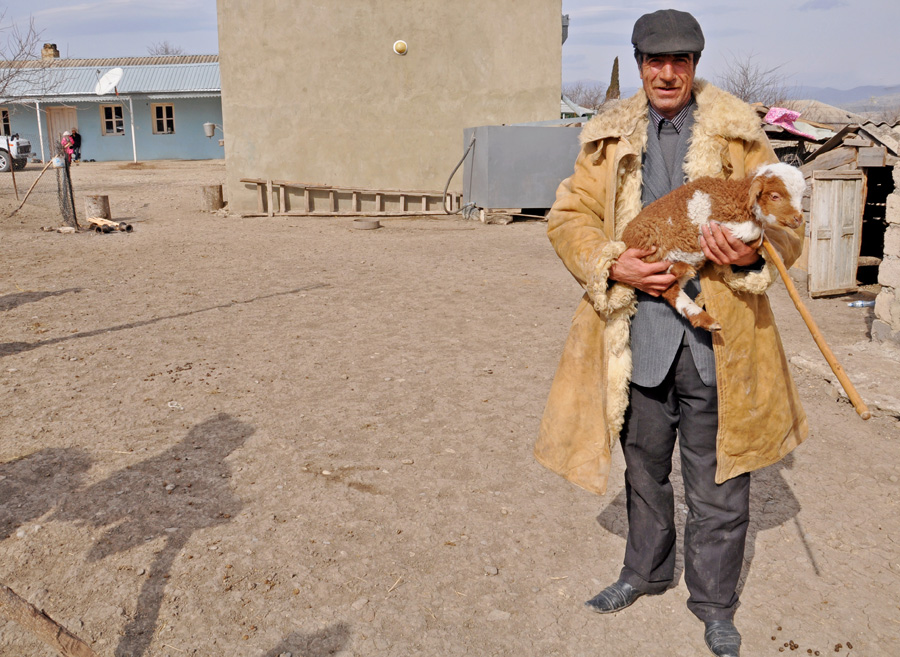 A man owning about 60 sheep (Mari Nikuradze)
