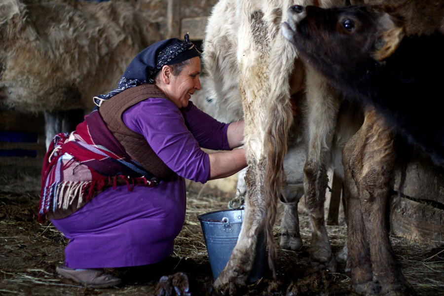 Grandmother is milking a cow in a stable (Mari Nikuradze)