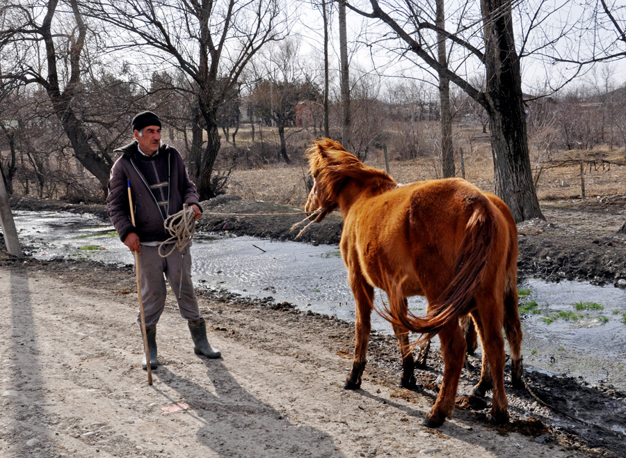 A man has three horses (Mari Nikuradze)