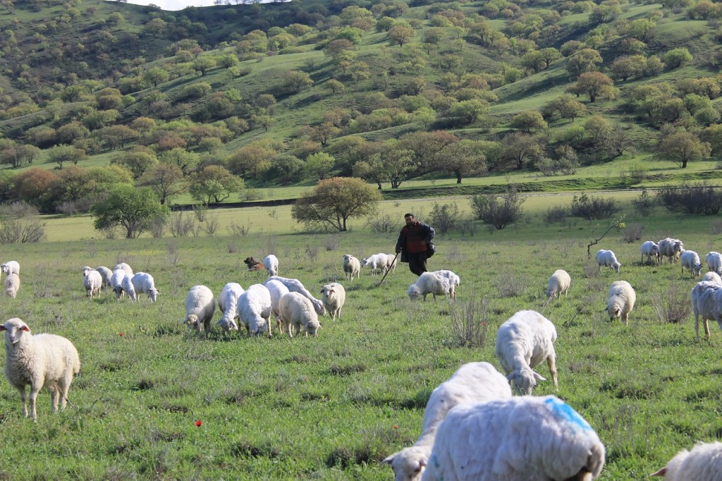 Shepherds are leaving Vashlovani after winter.