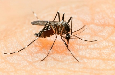 The carrier mosquito, Aedes, is present in Georgia, but the disease is not, NCDC representative was quoted as saying. 