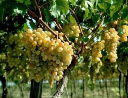 Dire prospects for Georgia’s small-scale farmers